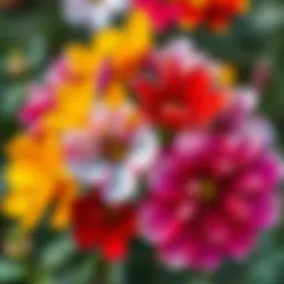 Vibrant blooms of Acem Sıklamen flowers showcasing their unique colors