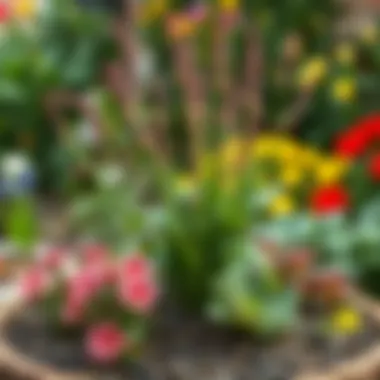 Beautifully arranged Acem Sıklamen plants in a garden setting