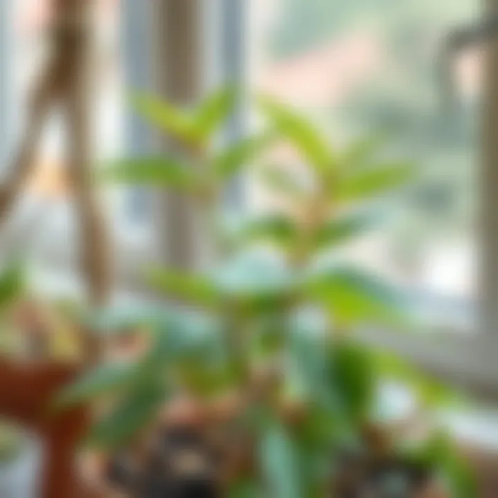 Healthy Acem Sıklamen plant thriving in optimal care conditions