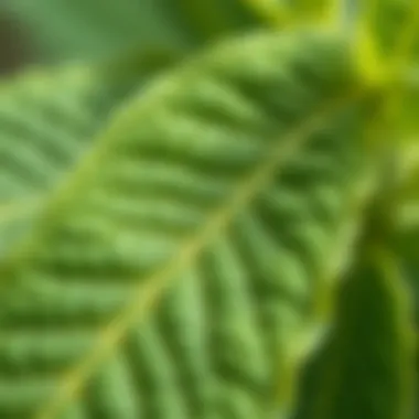Close-up view of the leaves and texture of Acem Sıklamen plant