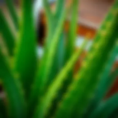 Close-up of Aloe Vera leaves showcasing texture