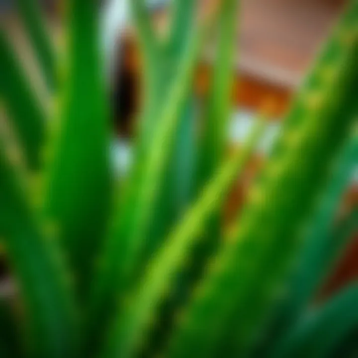 Close-up of Aloe Vera leaves showcasing texture