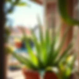 Vibrant Aloe Vera plant basking in sunlight