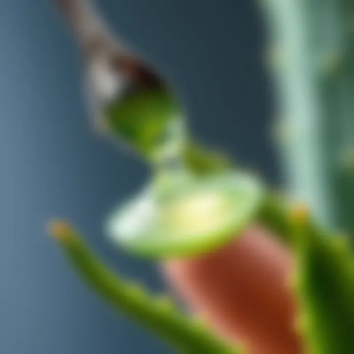 Close-up of aloe vera gel being extracted from a leaf