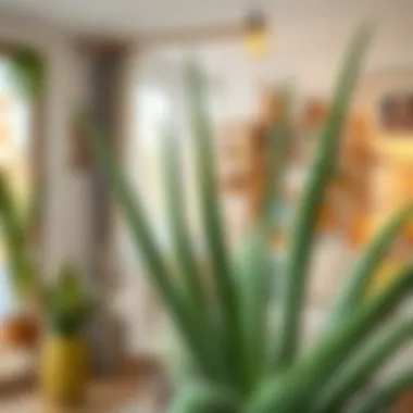 Aloe vera placed in a cozy home interior setting