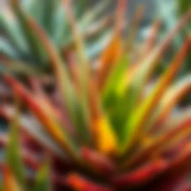 Vibrant aloe vera plant showcasing its succulent leaves