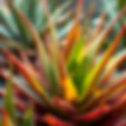 Vibrant aloe vera plant showcasing its succulent leaves
