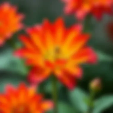 Vibrant Anatolium flower in full bloom showcasing its intricate petals