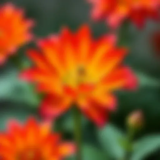 Vibrant Anatolium flower in full bloom showcasing its intricate petals