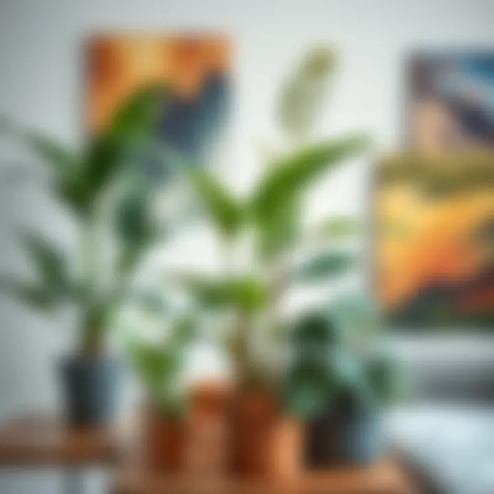 Anatolium plant arranged in a stylish indoor setting