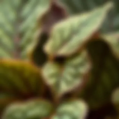 Close-up of Anatolium leaves highlighting their unique texture
