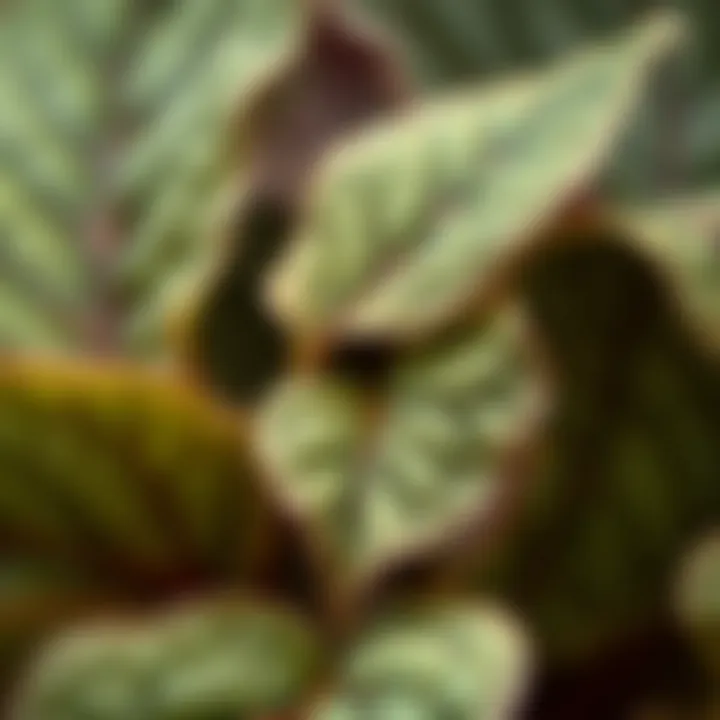 Close-up of Anatolium leaves highlighting their unique texture