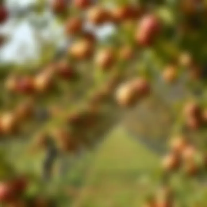 A serene orchard during the fall season, full of ripe fruits