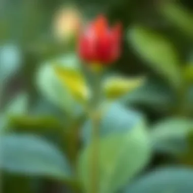 Understanding Plant Anatomy An illustrative diagram of a plant's anatomy