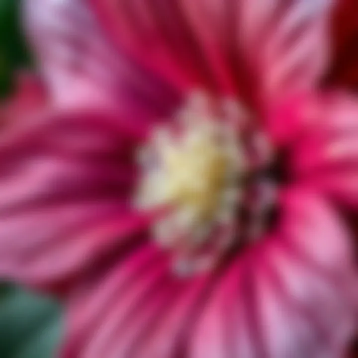 Close-up of large-leaved flower detailing its textures