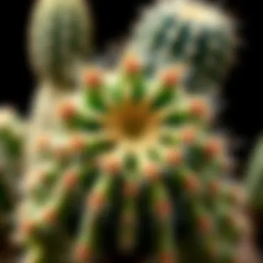 Close-up of a unique cactus species showcasing its intricate details