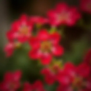Delicate Petals of Crimson Blooms Close-up of small red flowers showcasing intricate petals