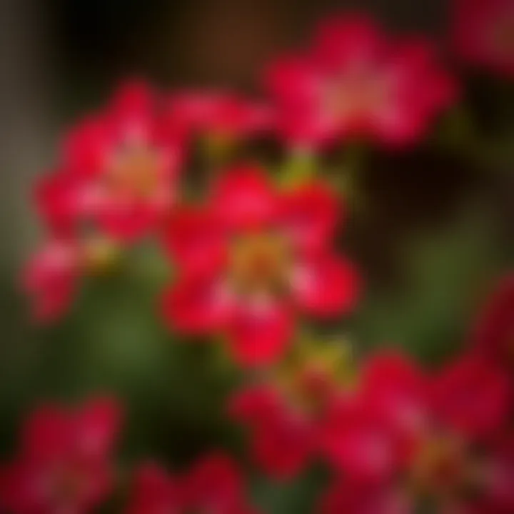 Delicate Petals of Crimson Blooms Close-up of small red flowers showcasing intricate petals