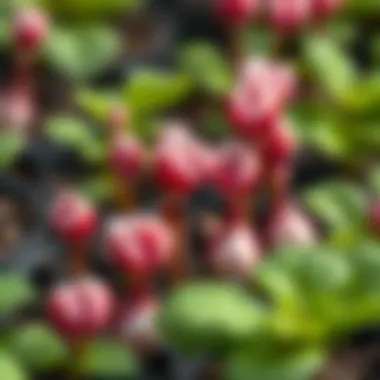 Healthy cyclamen tubers ready for propagation