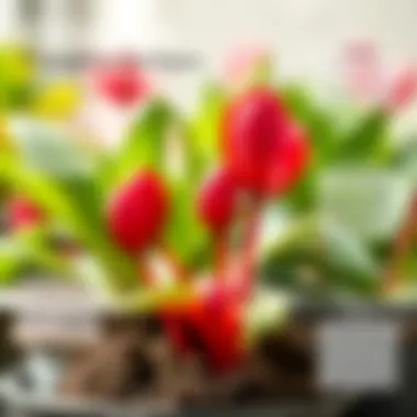 Infographic illustrating propagation methods for cyclamen