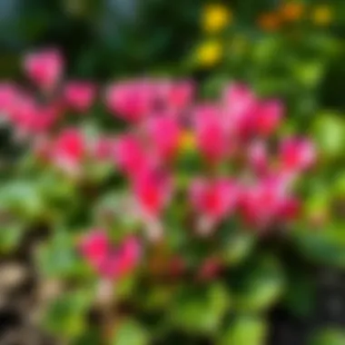 Lush cyclamen plants thriving in a garden