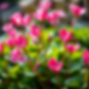 Vibrant cyclamen flowers in a natural setting