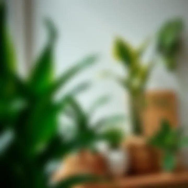 Decorative use of plants in modern interior design