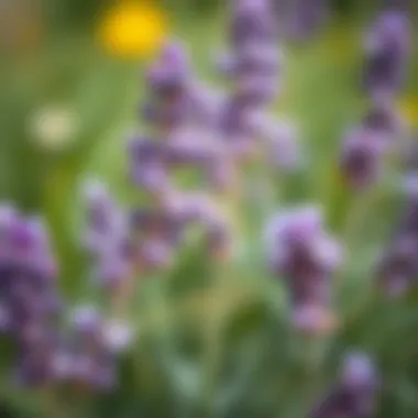 Lavender Flowers: Nature's Inspiration A close-up of lavender flowers symbolizing the color's natural inspiration.