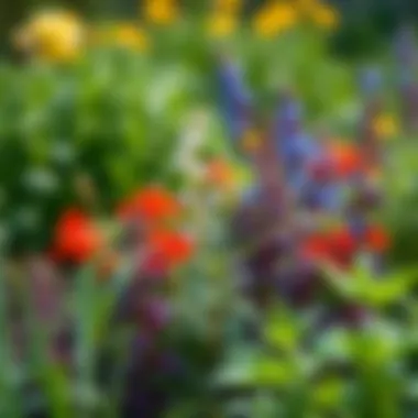 Herbs in Late Summer Herbs thriving in a late summer garden bed