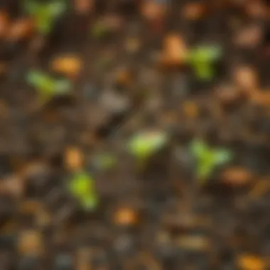 Soil Preparation for Autumn Soil preparation techniques for autumn planting