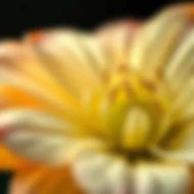 Close-up of a fragrant flower showcasing its intricate petals