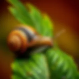 Garden snail on a plant leaf