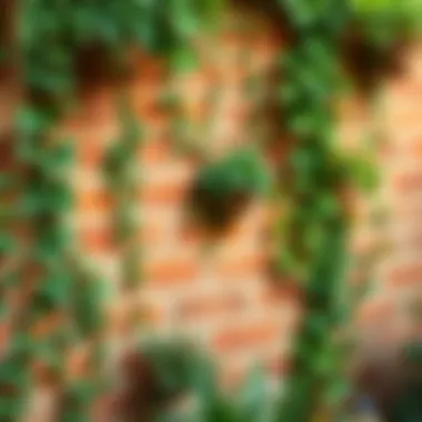 Greenery adorned garden wall with climbing plants