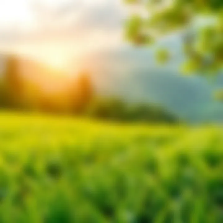 Recycling and Sustainability Recycling symbol overlaid on a lush green landscape