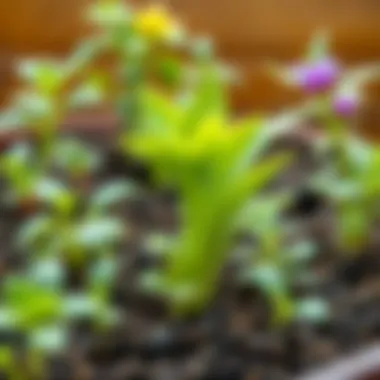Assorted plants thriving in ideal potting soil conditions