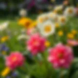 Spring Blooms in the Garden Vibrant garden flowers in full bloom during spring