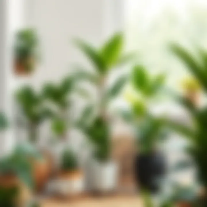 A serene indoor space featuring various low-maintenance plants, perfect for any home decor.