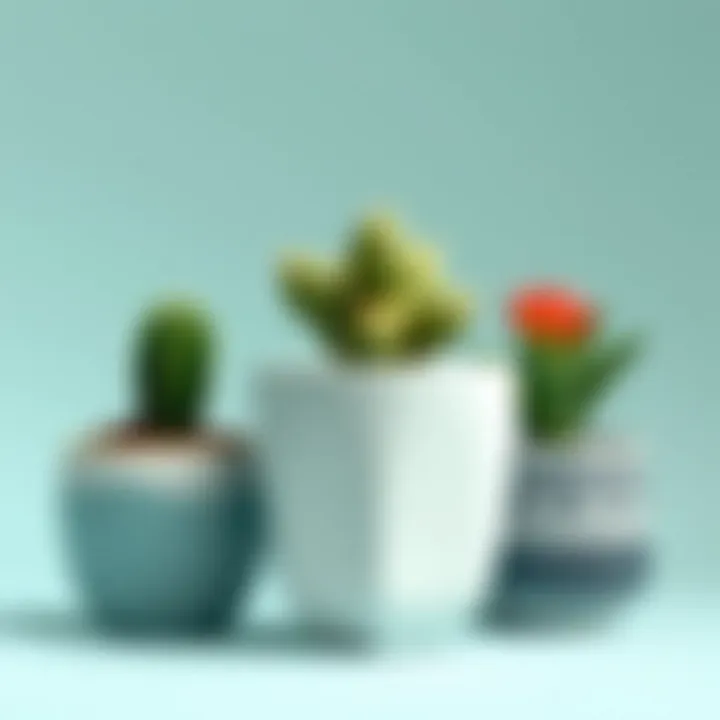 An elegant ceramic pot designed for cacti, emphasizing aesthetic appeal.