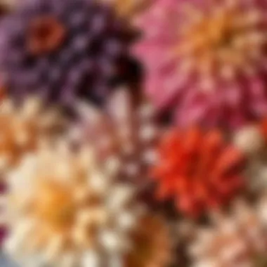 Close-up of various dried flowers showcasing their textures and colors