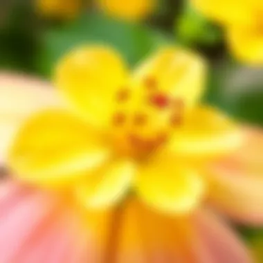 Close-up of a seasonal flower exhibiting unique characteristics