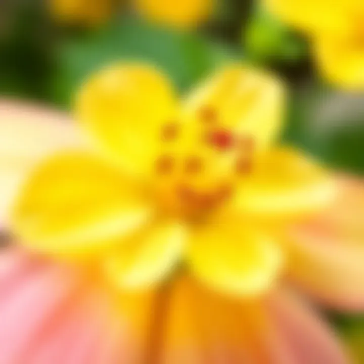 Close-up of a seasonal flower exhibiting unique characteristics