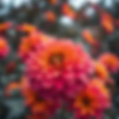 Vibrant autumn flowers in bloom