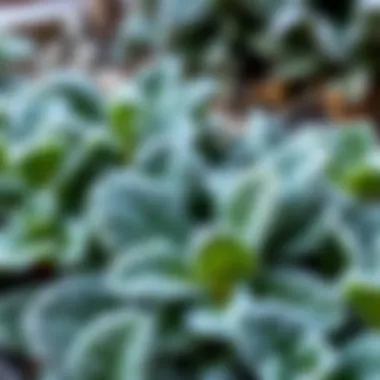 Frost-covered leafy greens in a garden