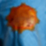 Analyzing a Tea Stain on Denim A close-up view of a tea stain on denim fabric