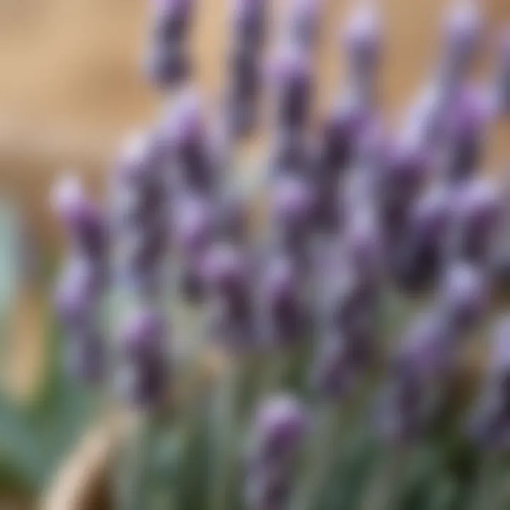 Arranged Lavender Buds Lavender buds arranged for burning
