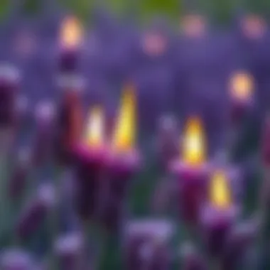 Close-up of Lavender Flames Close-up of lavender flames