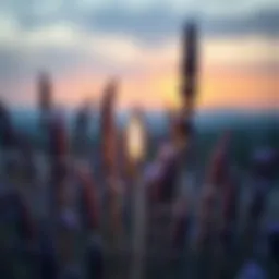 A serene scene of lavender being lit