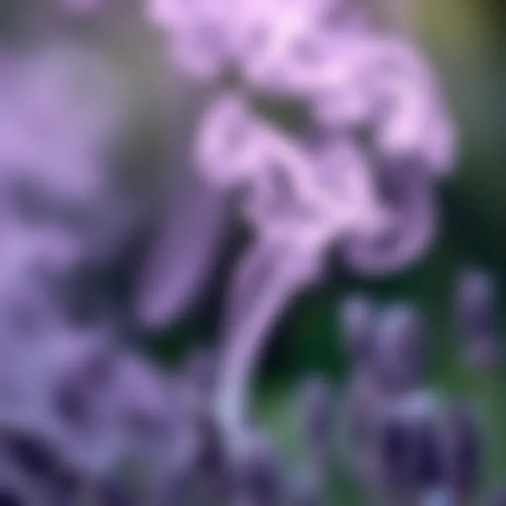 Lavender Smoke in the Air Lavender smoke wafting through the air