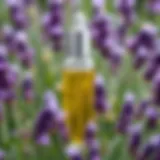 A bottle of lavender oil surrounded by fresh lavender flowers