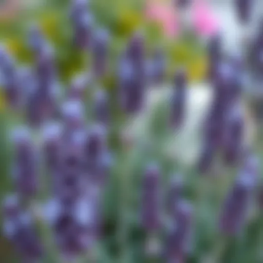 Lavender in Artistic Expression Aesthetic representation of lavender color tones in art